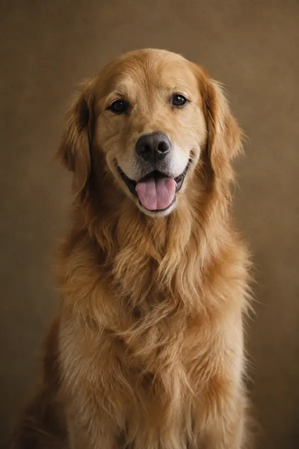 Golden retriever portrait